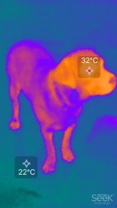Thermal dog